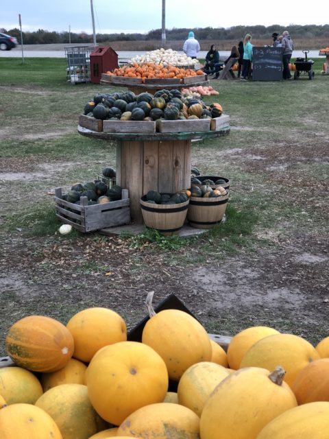 All kinds of Pumpkins