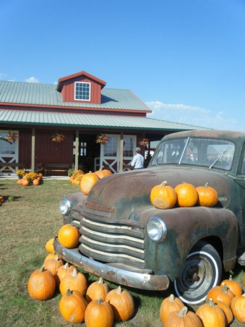 The barn and old cars at the pumpkin patch